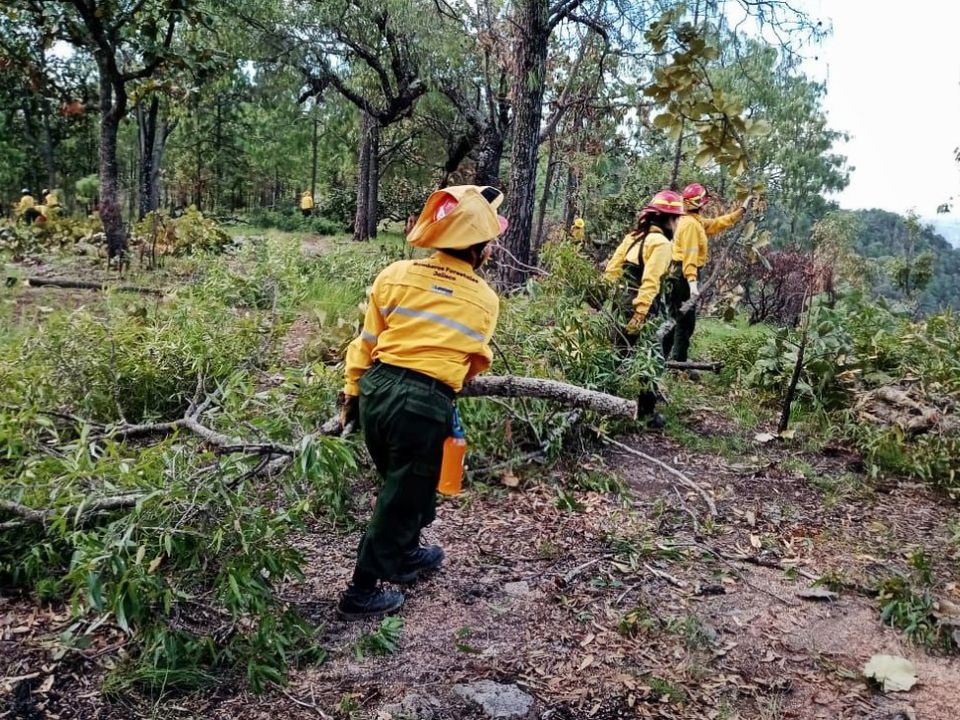 Reforestación