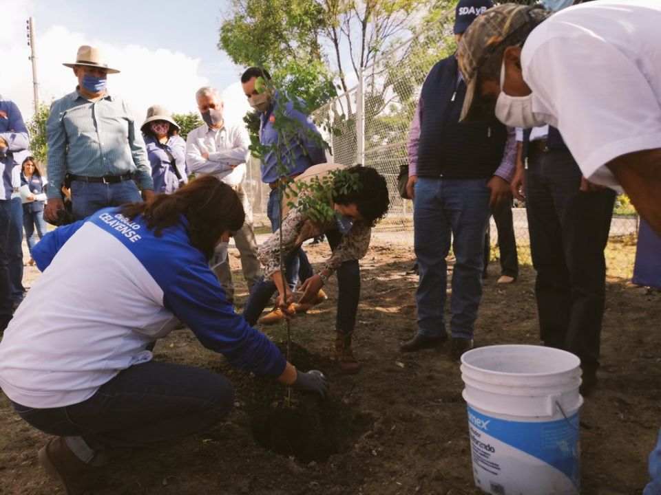 Reforestación