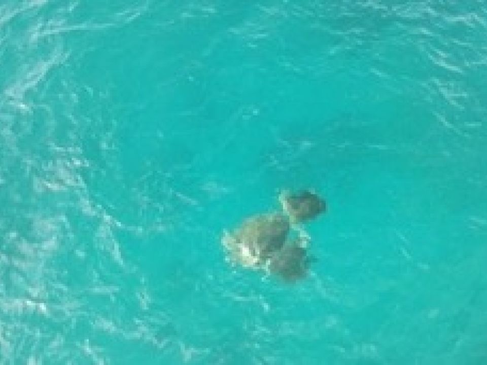 Tortugas
