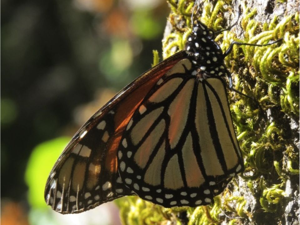 mariposa monarca