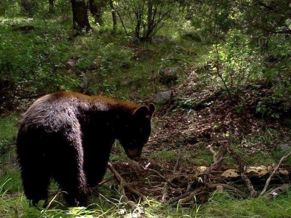 Oso negro