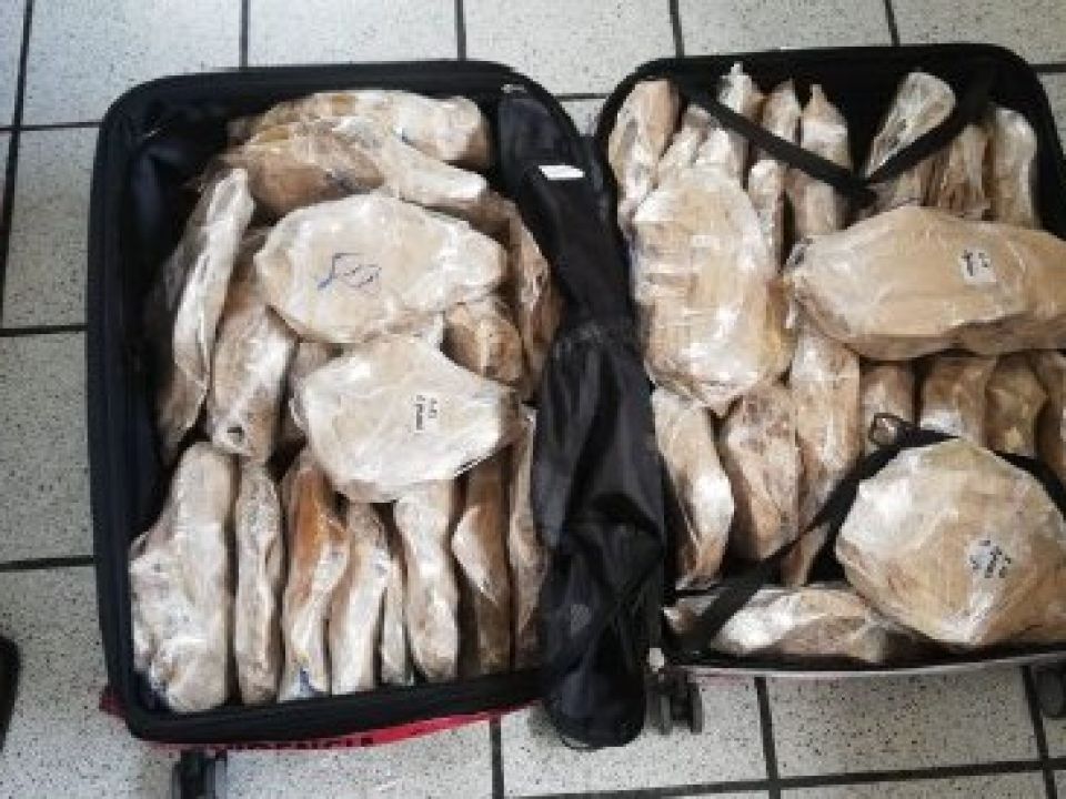 buches de totoaba 