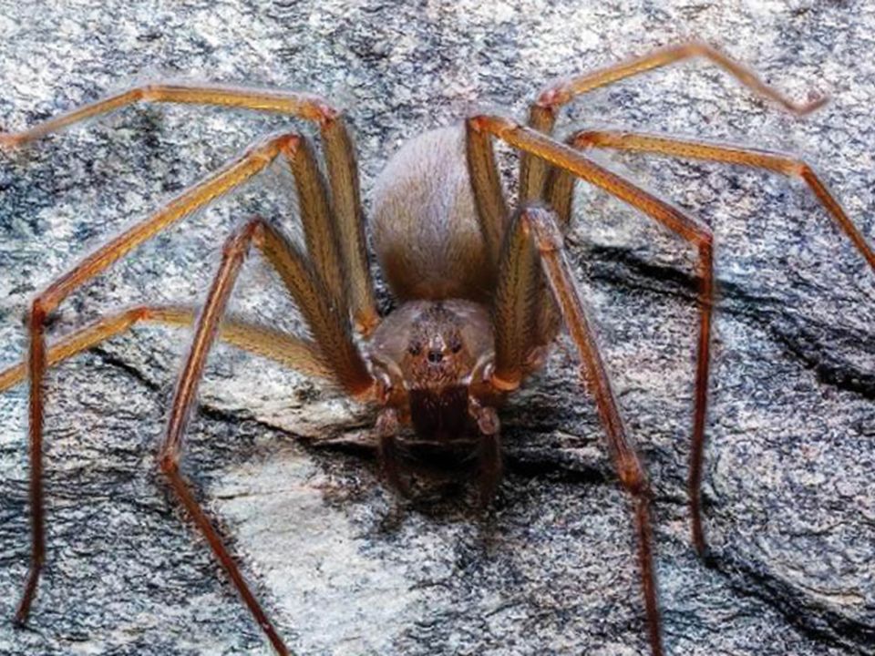 Araña