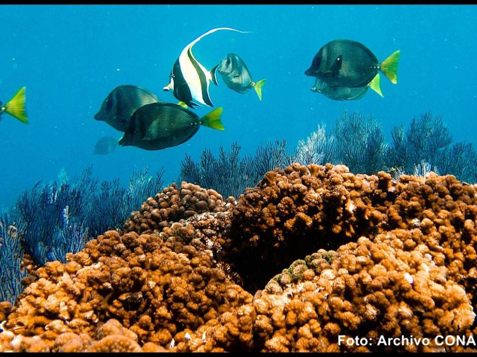 Arrecife de coral