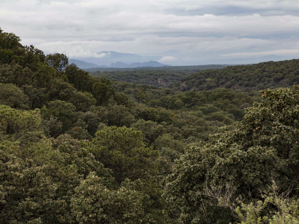 Bosque La Primavera