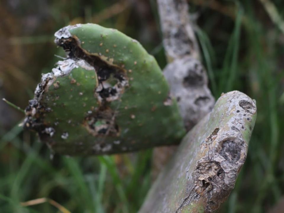 Nopal con plaga