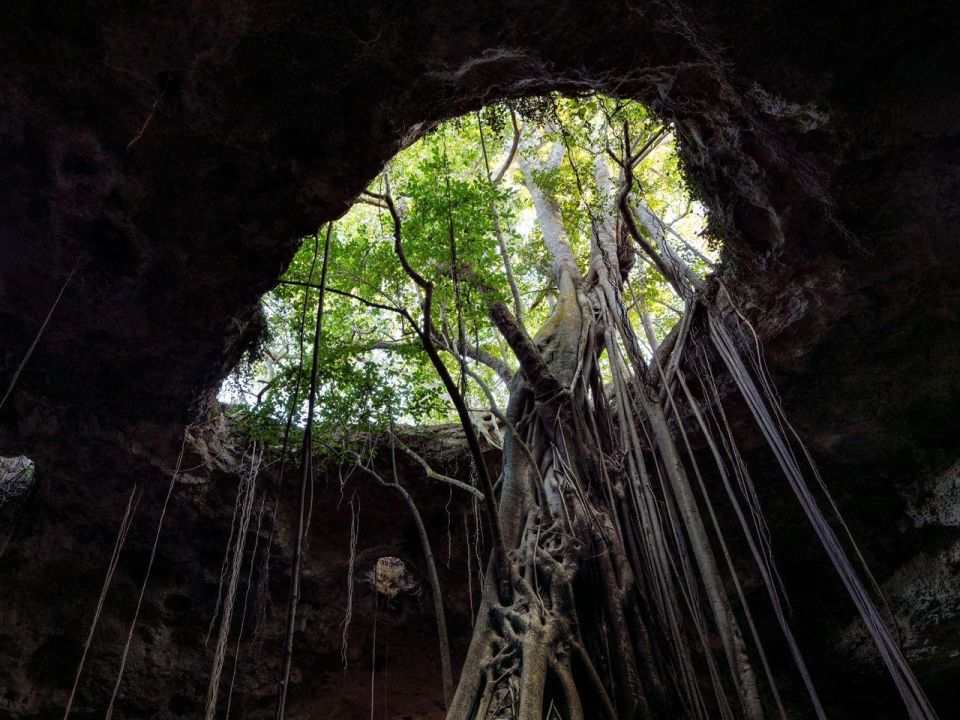 Arbol  Visión Forestal y Centinelas del Tiempo