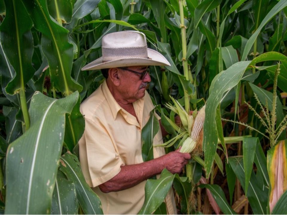 Agricultor