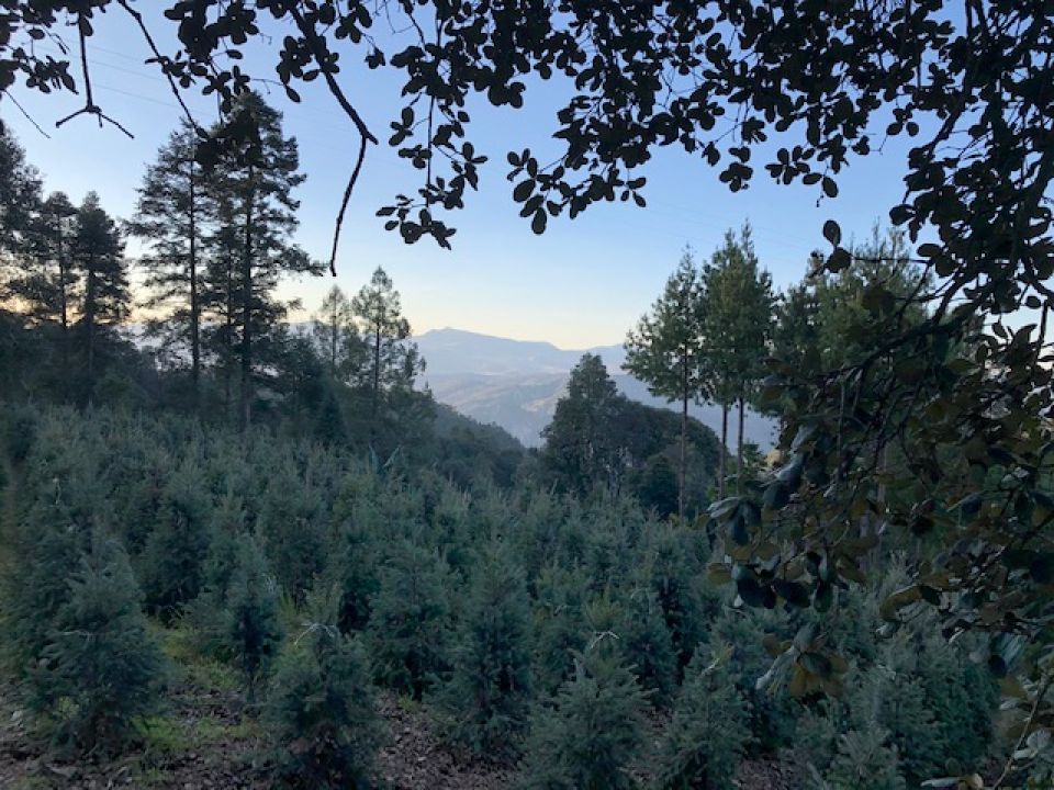 Árbol de Navidad