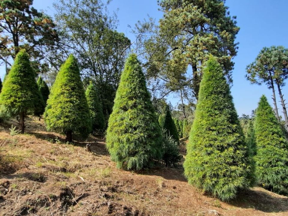 Árbol de Navidad.