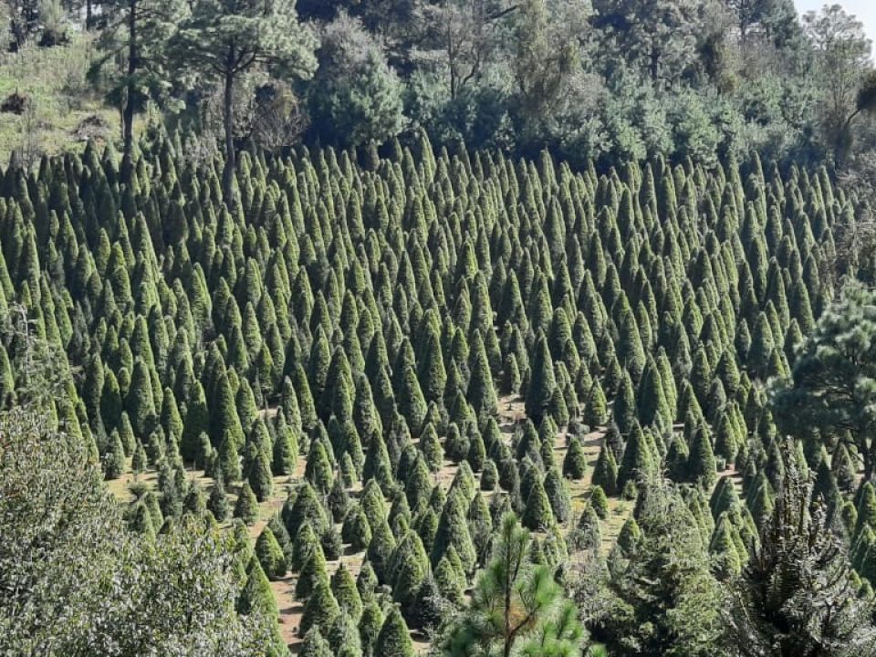 Árbol de Navidad