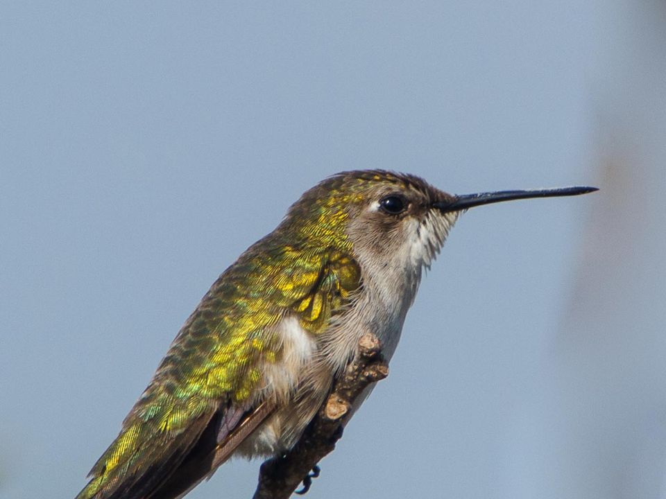 Colibrí