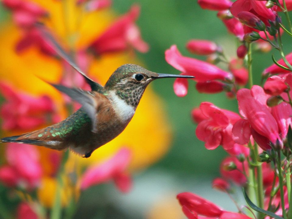 Colibrí