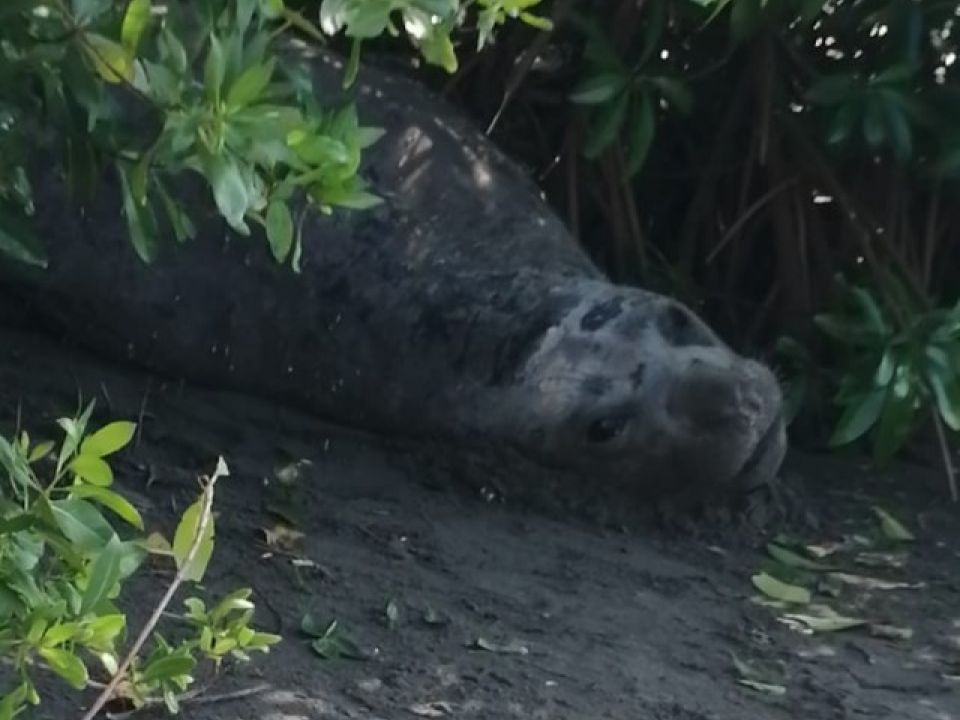 Elefante marino