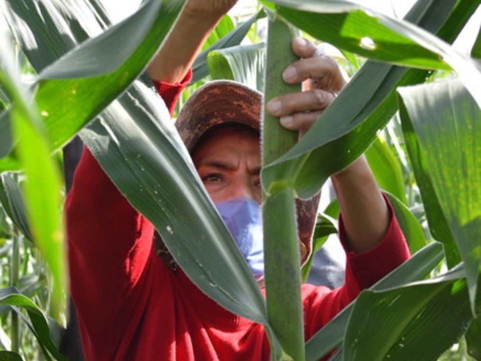 Escuela campesina