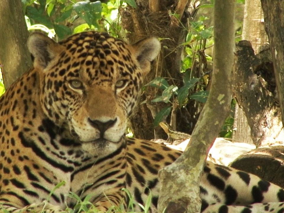 Jaguar