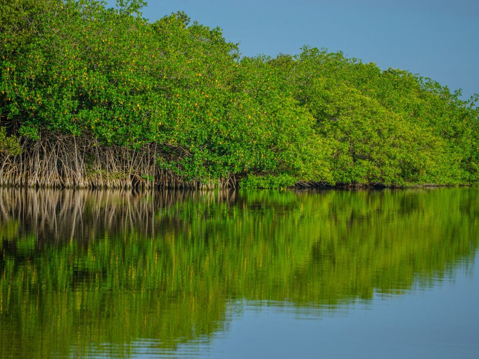 Manglar