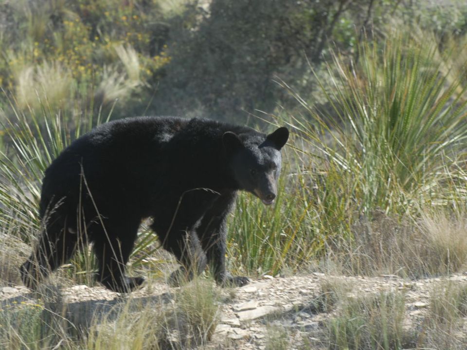 Oso negro