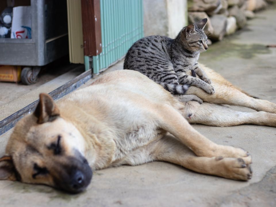 Perro y gato