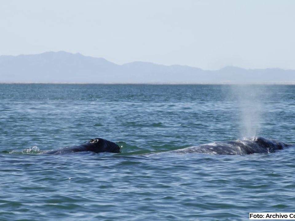 ballena gris