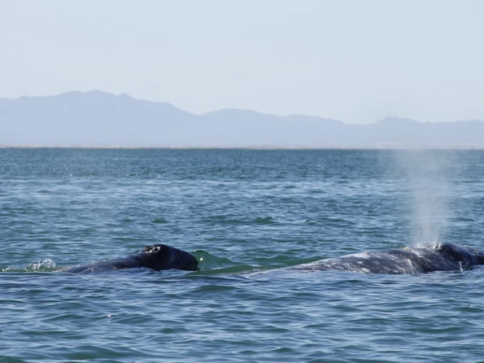 ballena gris