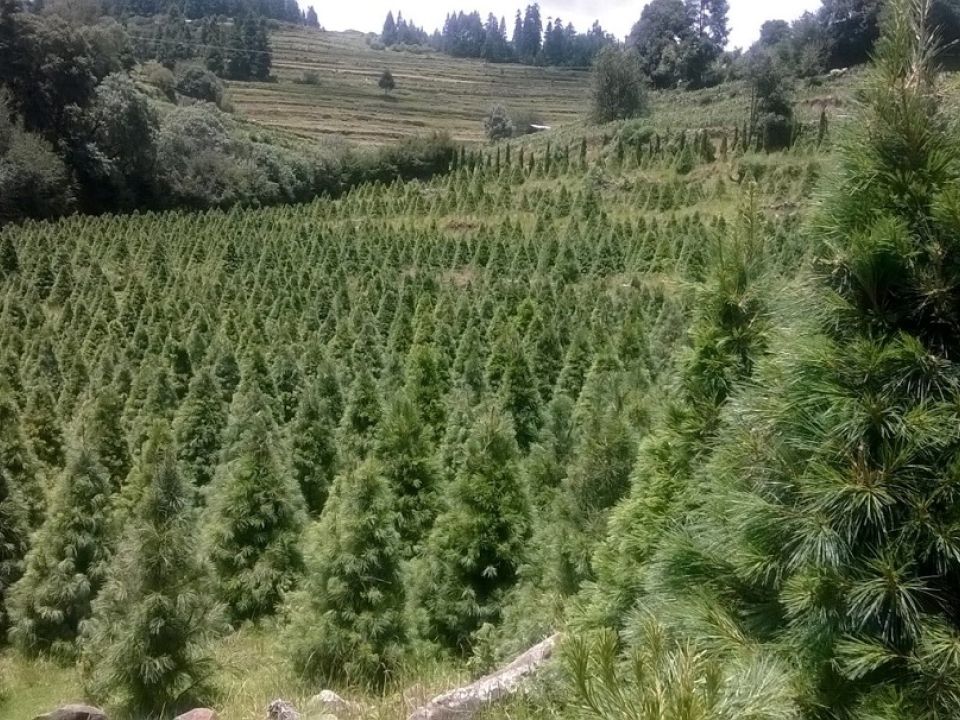 Árbol de Navidad