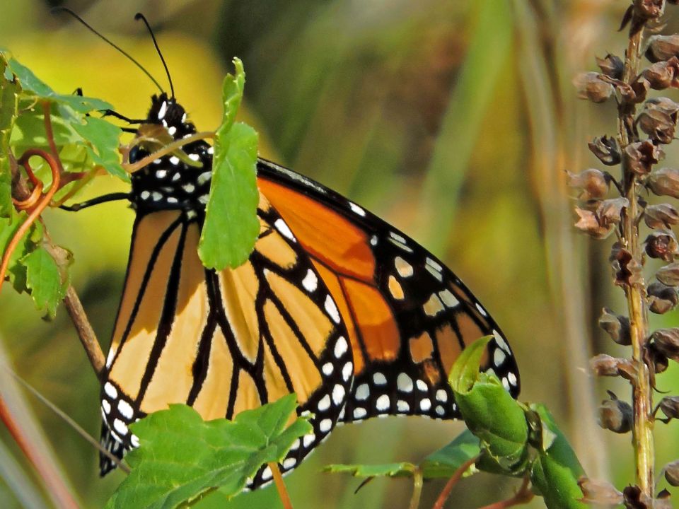 Mariposa monarca