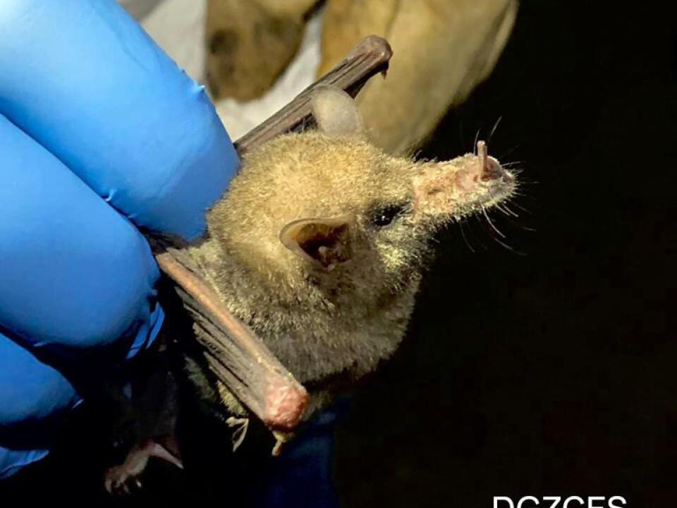 murciélago trompudo
