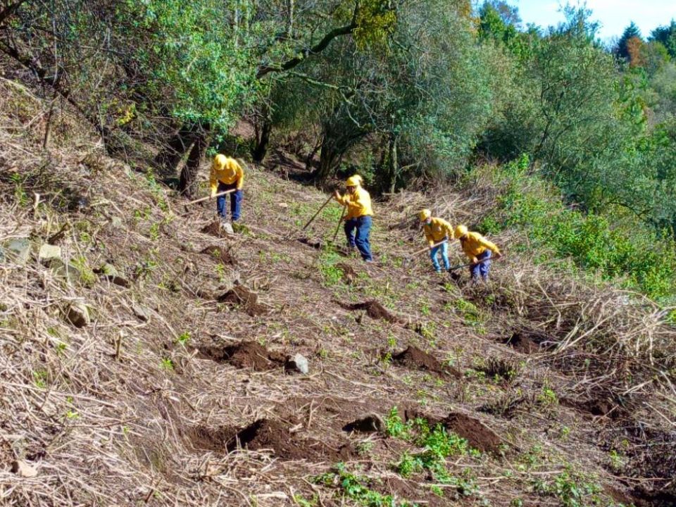 Reforestación