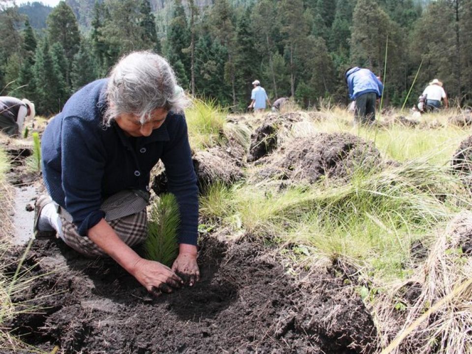 Reforestación