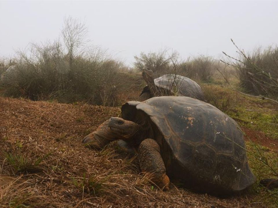 tortugas 