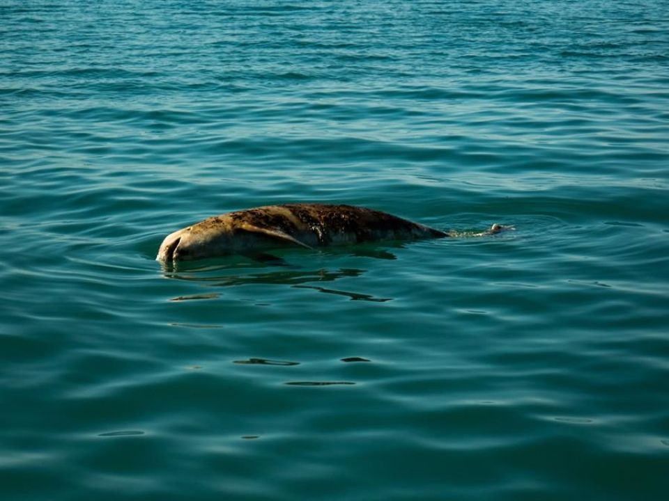 vaquita marina