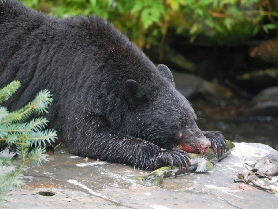 Oso negro