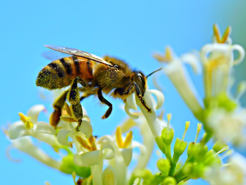 Abeja