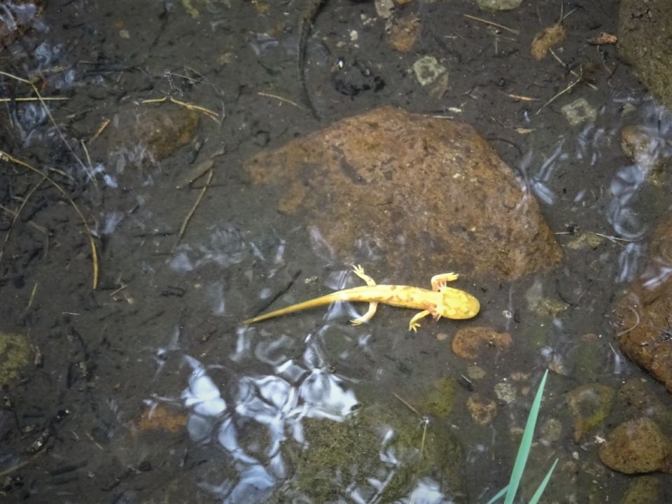 ajolote de arroyo de montaña