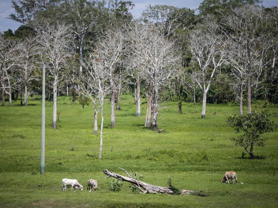 Amazonía