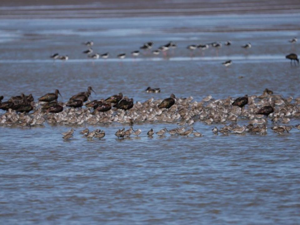 Aves acuaticas