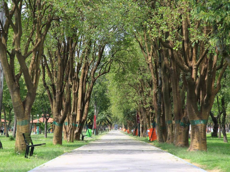 Bosque de Aragón