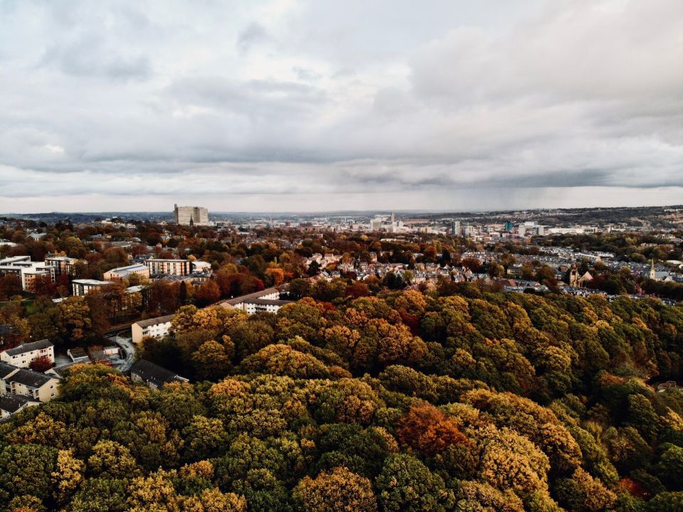 Bosque en la ciudad