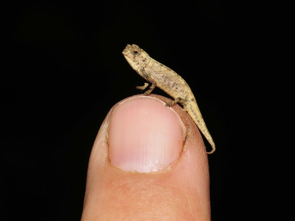 brookesia nana