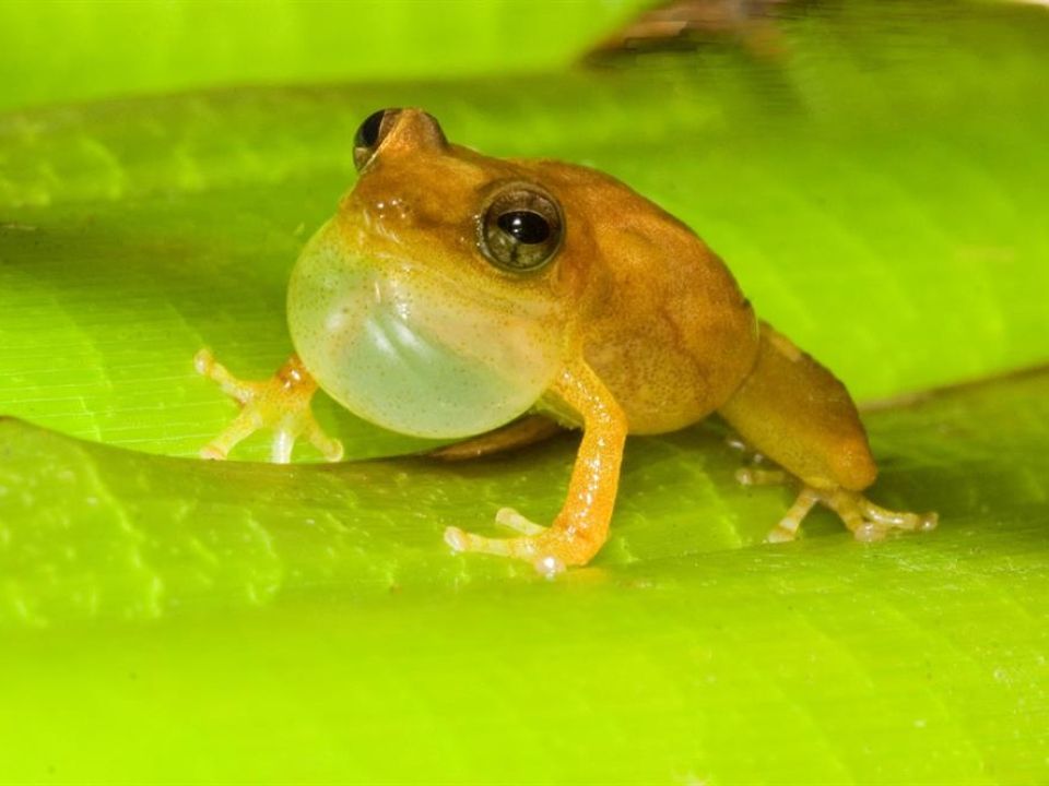 Tại Sao Nhái Coqui Lại Được Ưa Chuộng Ở Puerto Rico