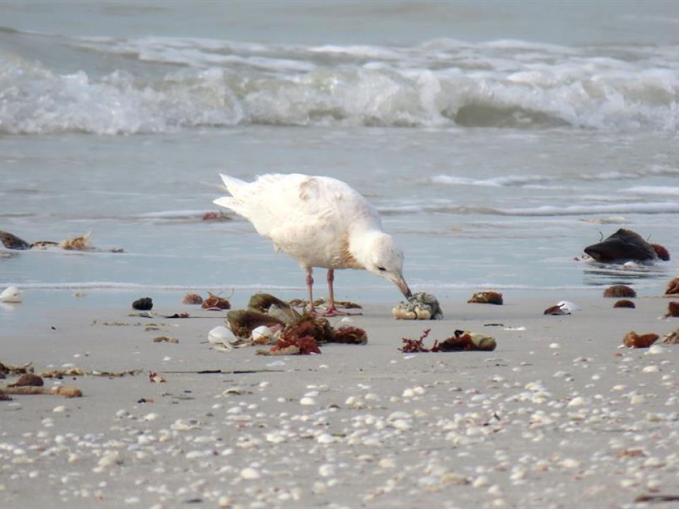 Gaviota 