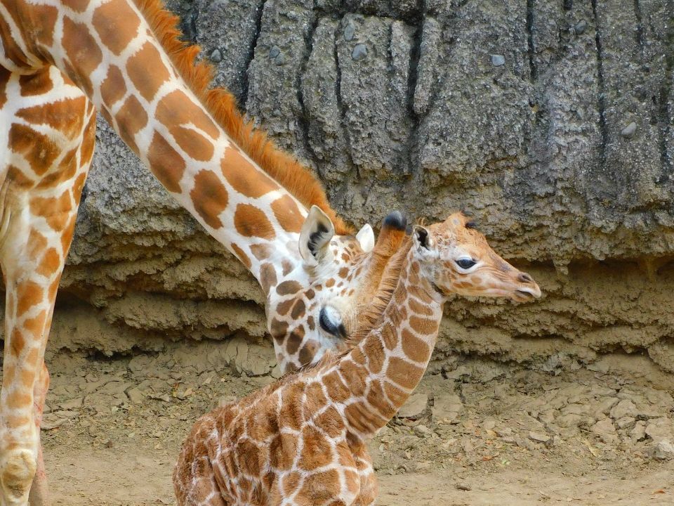 Jirafa bebe