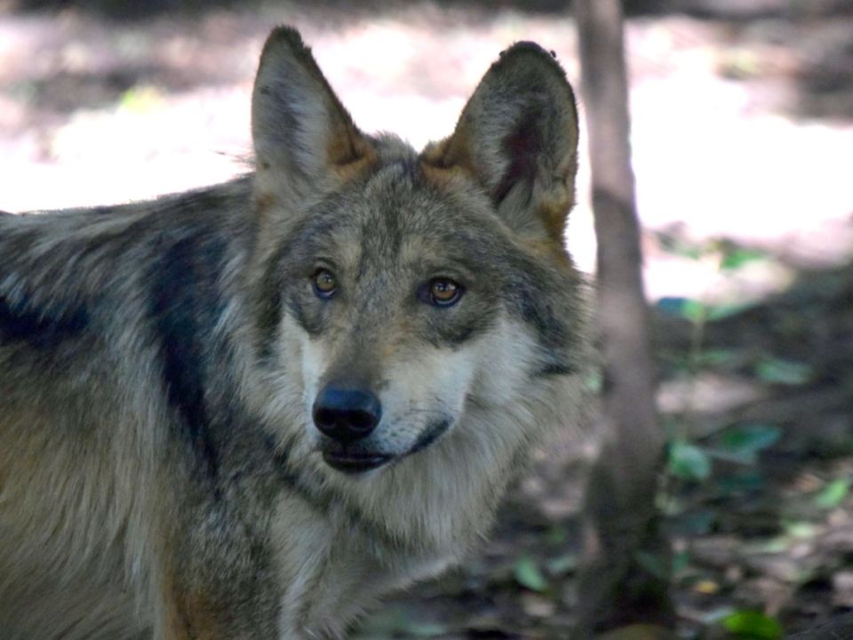 Lobo mexicano