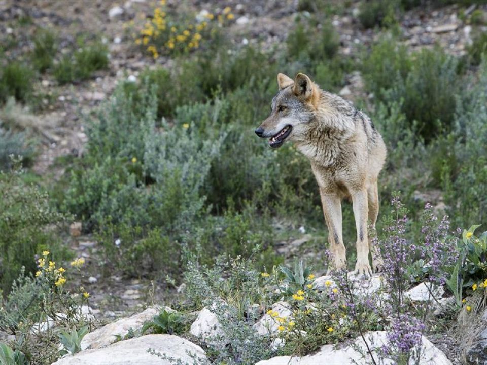 lobo ibérico