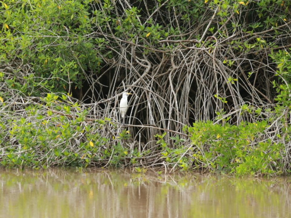 Manglar