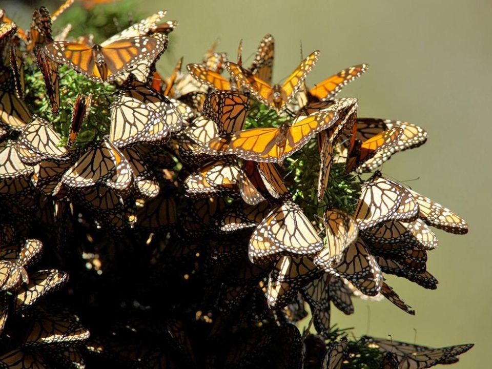 Mariposa Monarca