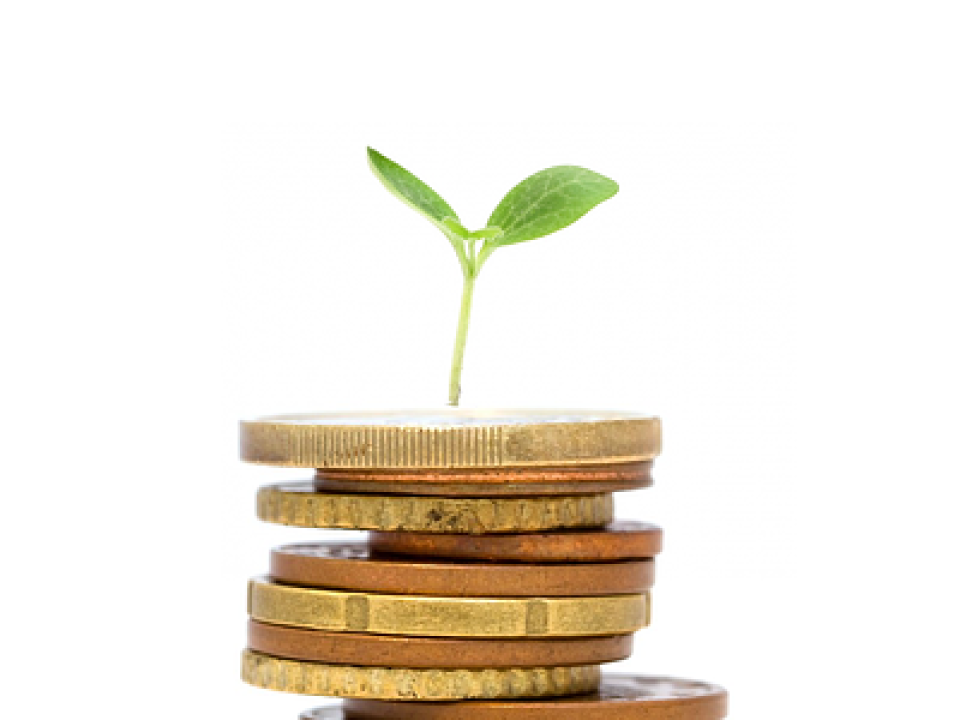 Planta y dinero