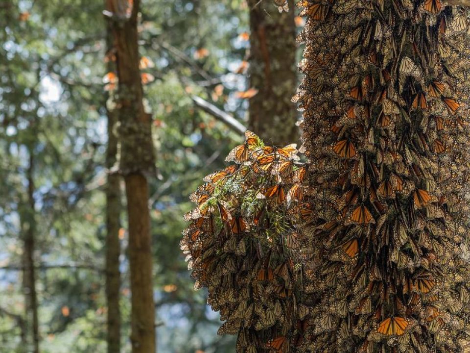 Mariposa Monarca