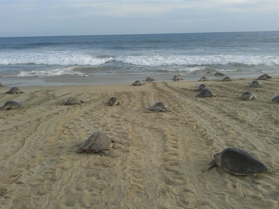 Tortugas marinas en Oaxaca